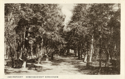 13153 Gezicht op een pad met naaldbomen in het bos van Birkhoven te Amersfoort.
